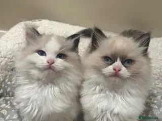 Ragdoll cats Beautiful Ragdoll Kittens - Advert 18