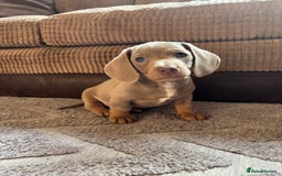 Miniature Dachshund dogs for sale: ❤️❤️⭐️Miniature dachshund⭐️❤️❤️ - Image 24