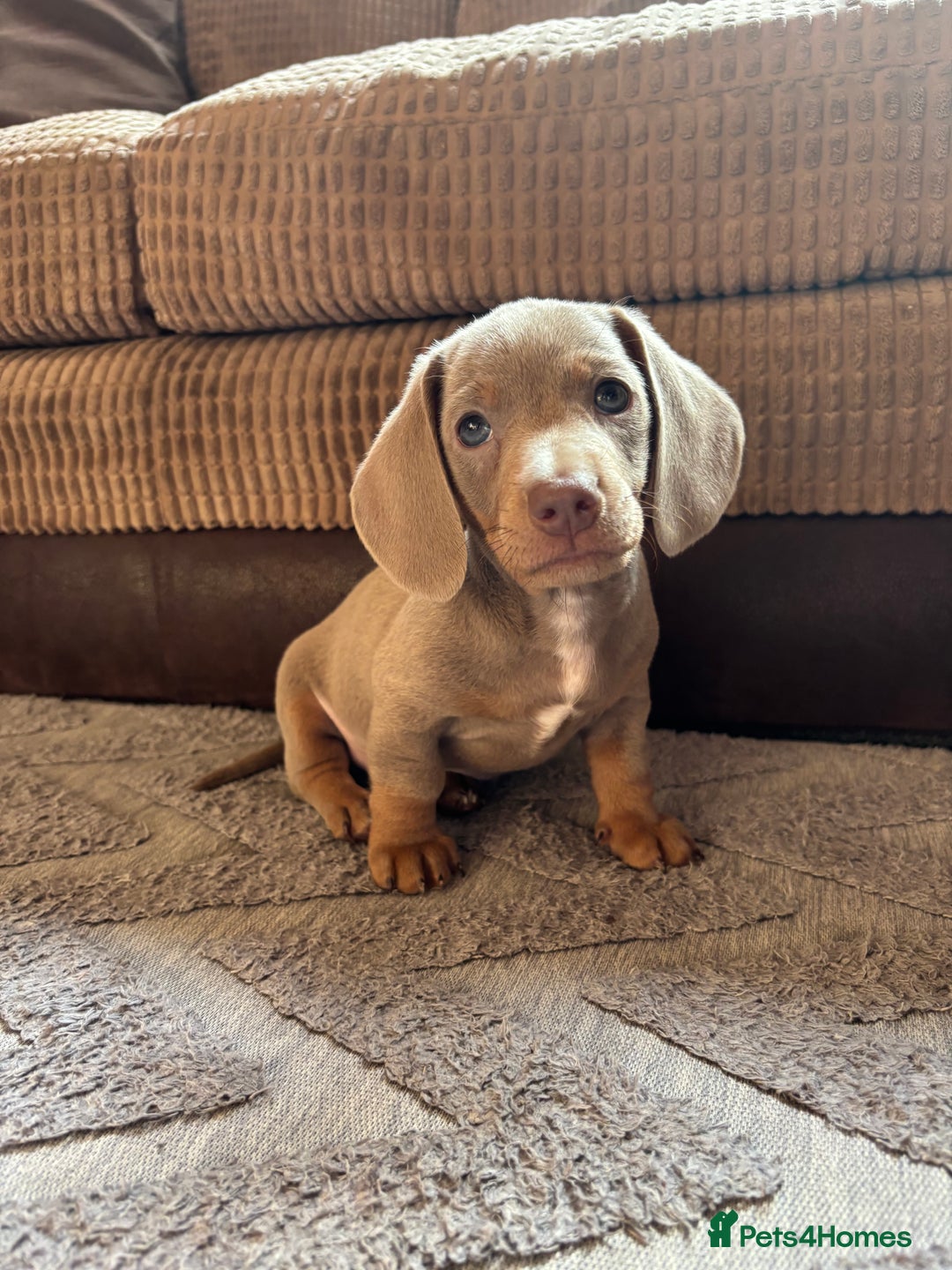 Miniature Dachshund dogs for sale: ❤️❤️⭐️Miniature dachshund⭐️❤️❤️ - Image 24