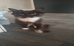 Mixed Breed cats for sale: Cats looking for a loving home  - Image 3