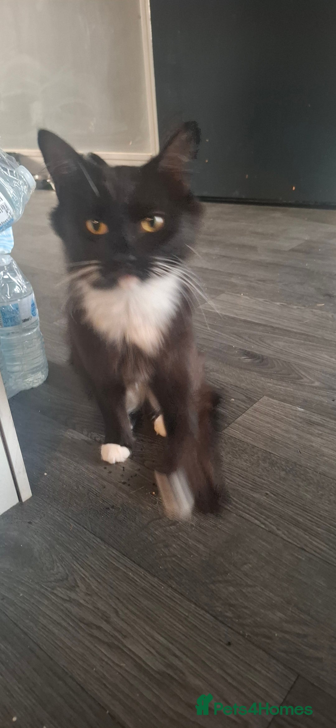 Mixed Breed cats for sale: Cats looking for a loving home  - Image 3