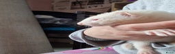 Ferret rodents for sale: Albino Ferret kits  - Advert 10