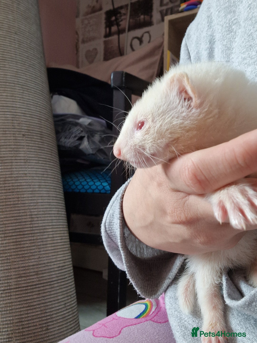 Ferret rodents for sale: Ferret kits mixed litter  - Image 16