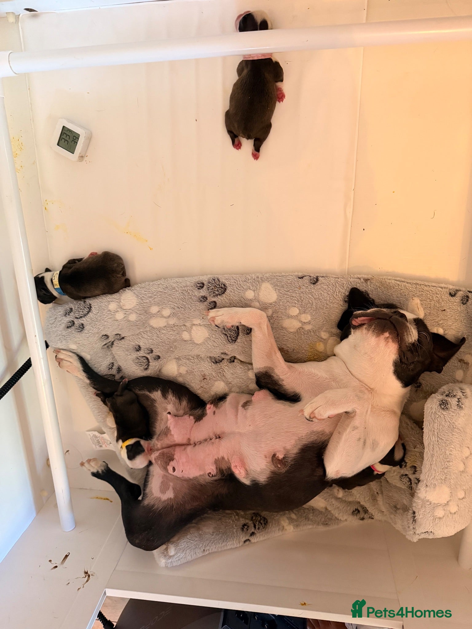 Boston Terrier dogs 🐾KC registered Boston Terrier Puppies 🐾 - Advert 2