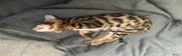 Bengal cats for sale: Snow and brown Bengal  - Advert 1