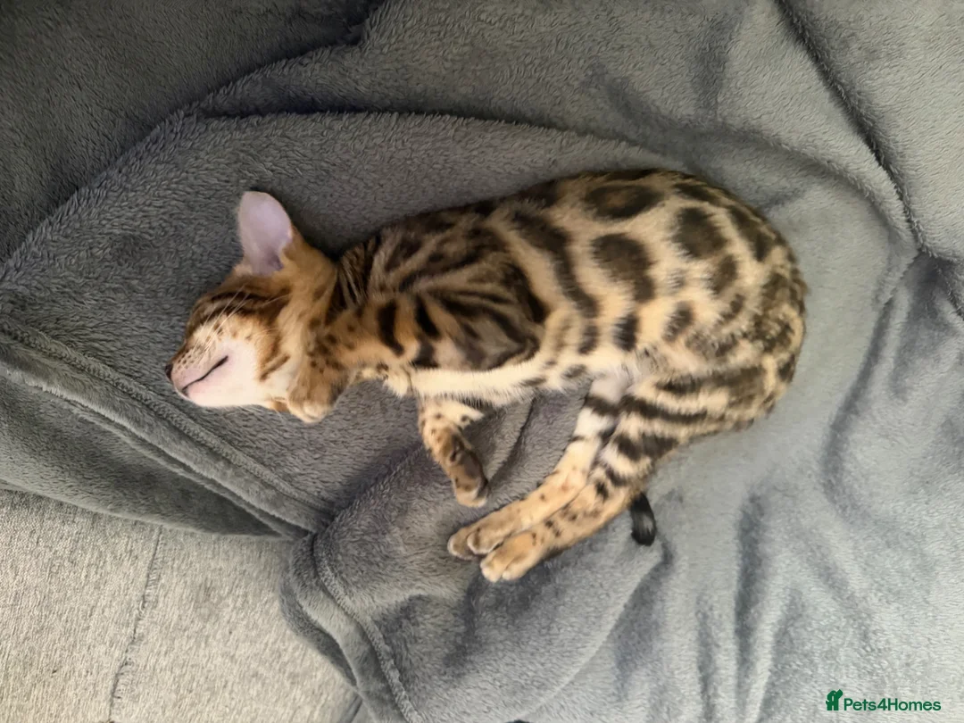 Bengal cats for sale: Snow and brown Bengal  - Advert 1