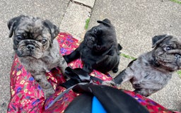 Pug dogs for sale: Last Merle boy, price reduced again! - Image 11