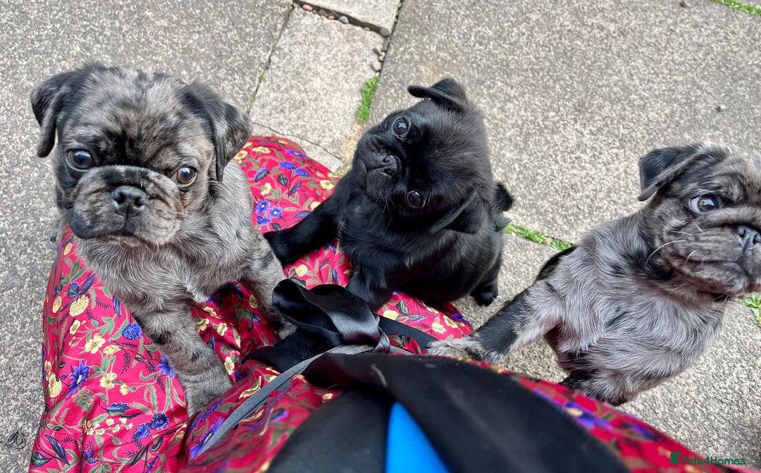 Pug dogs for sale: Last Merle boy, price reduced again! - Image 11
