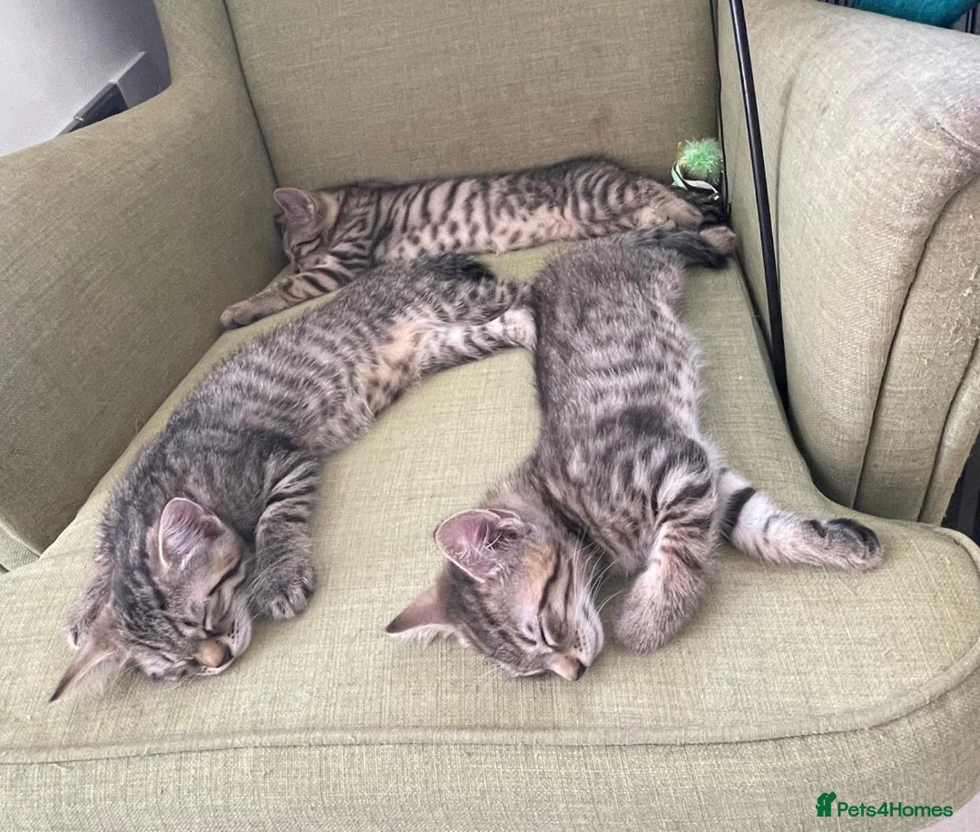 Domestic Shorthair cats for sale: Friendly tabby kittens for sale  in Tiverton - Advert 2