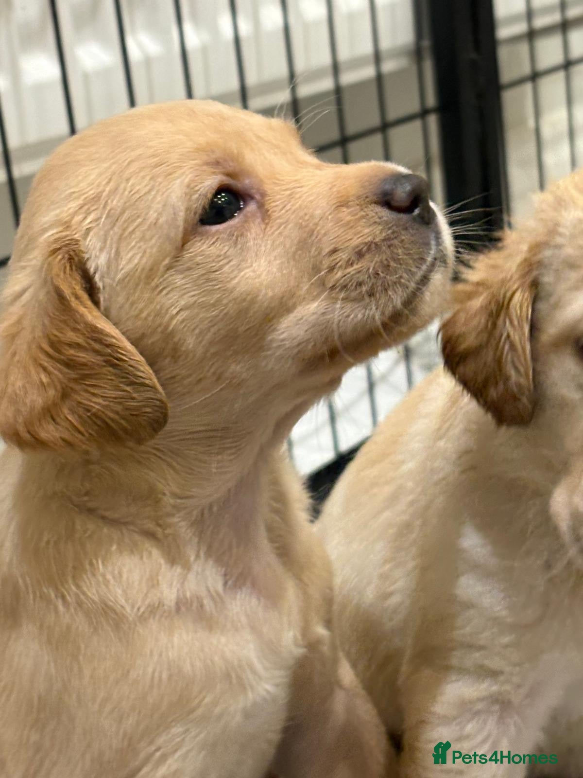 Labrador Retriever dogs 🖤LAST Black & Yellow GIRL💛ready to leave 25/4 - Advert 1