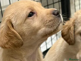 Labrador Retriever dogs 🖤LAST Black & Yellow GIRL💛ready to leave 25/4 - Advert 1