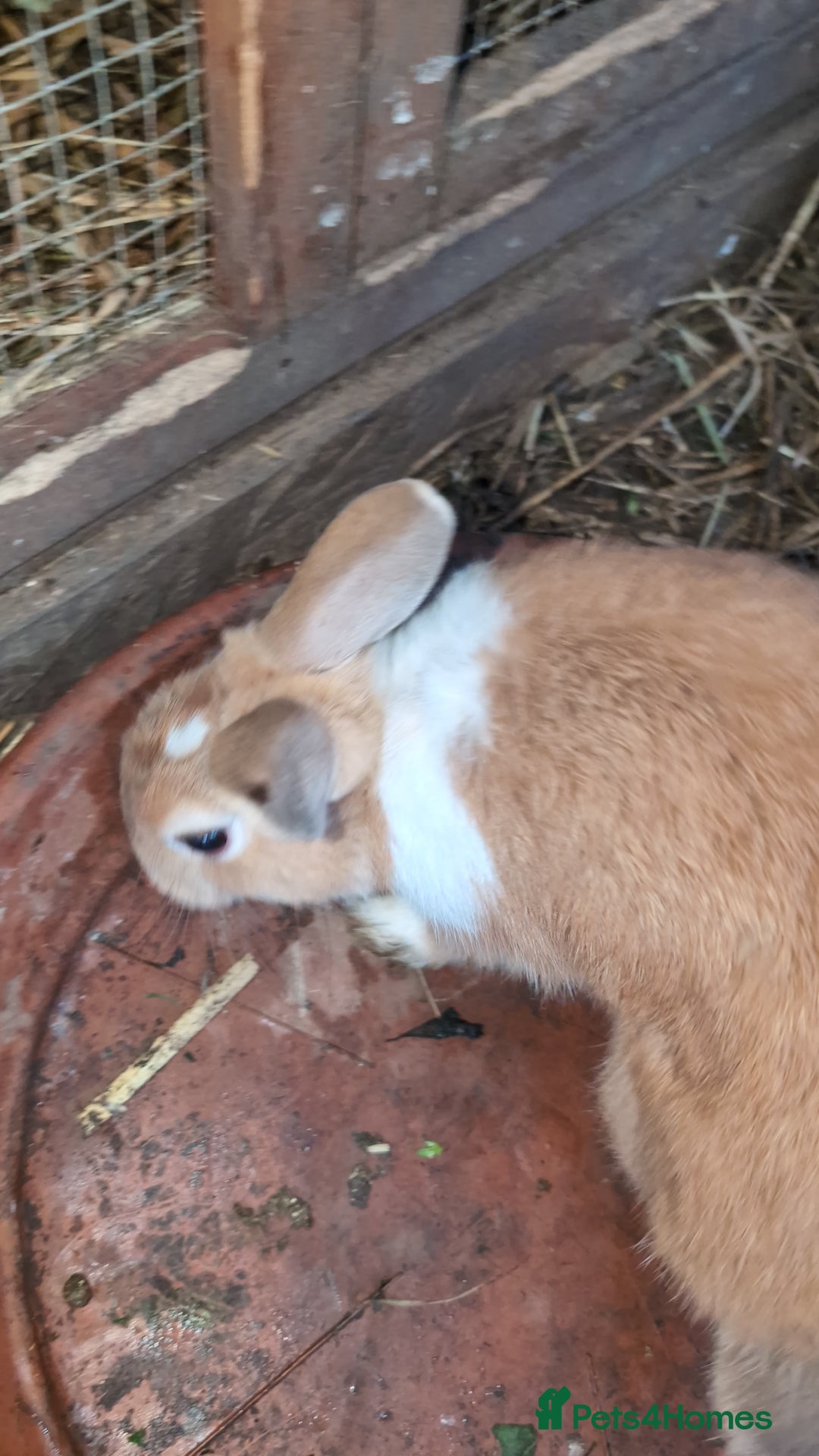 English rabbits for sale: Various Rabbits And Bunnies. Mixed Gender, colours - Advert 13