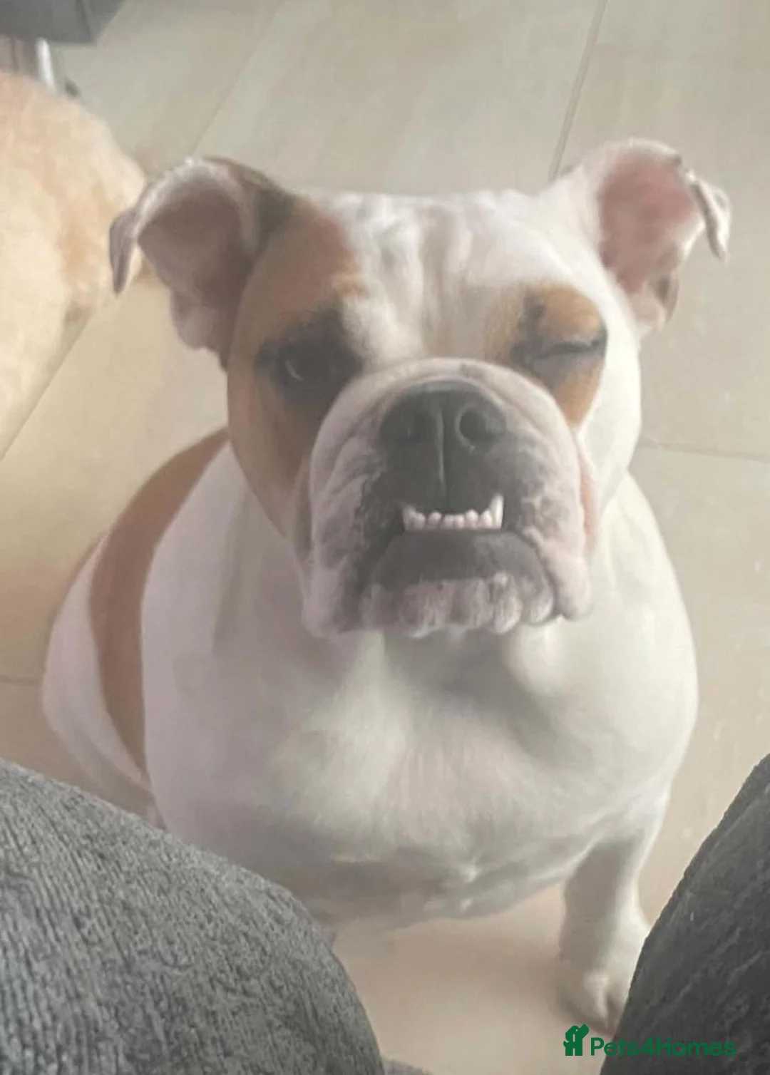 English Bulldog dogs for sale: Femaled English/British bulldog white and tan  - Advert 2