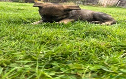 German Shepherd dogs for sale: German Shepherd Pups  - Image 30