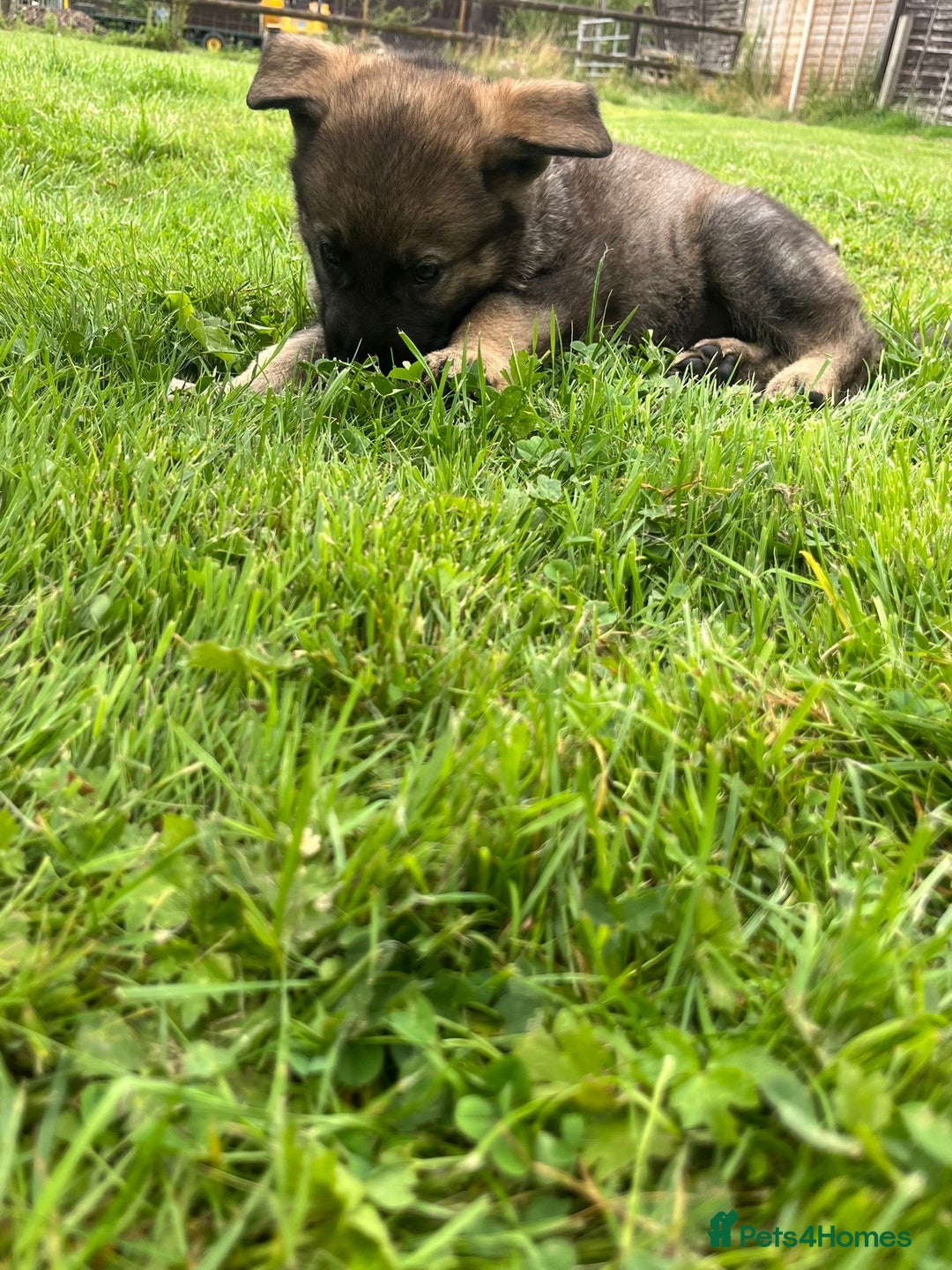 German Shepherd dogs for sale: German Shepherd Pups  - Image 30