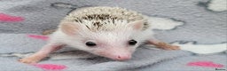 Pygmy Hedgehog rodents for sale: African Pygmy Hedgehog Hoglets  - Advert 10