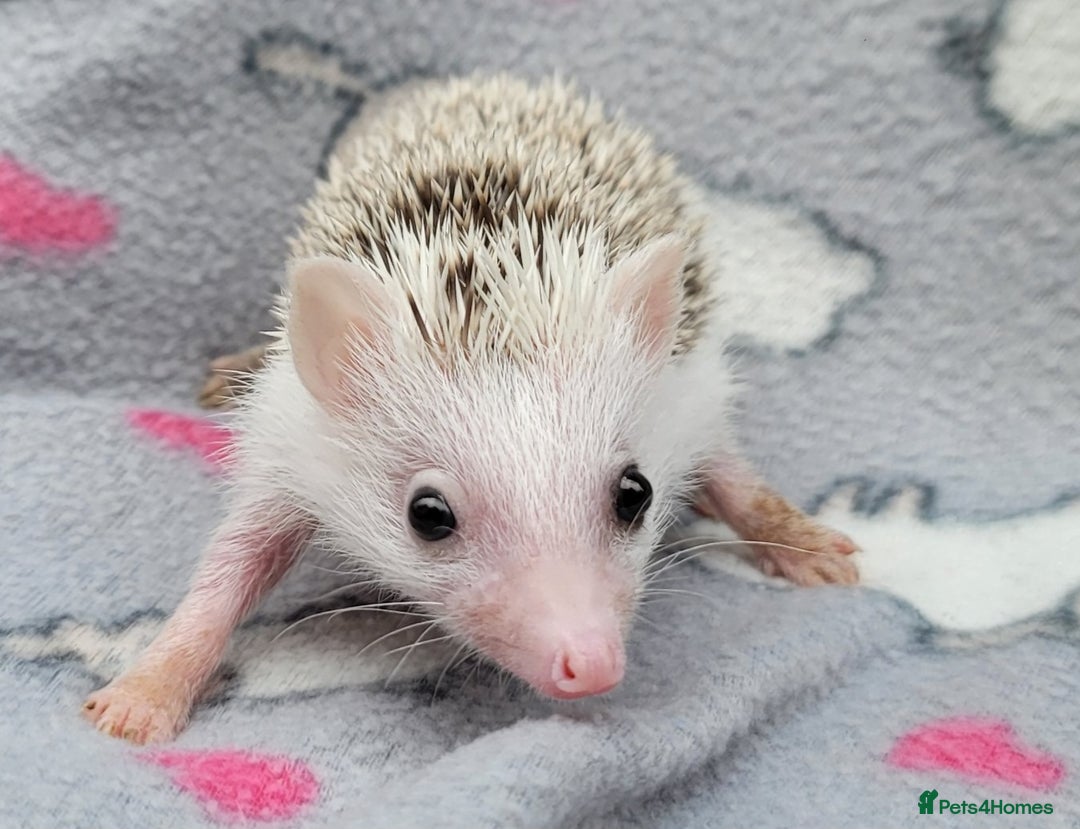 Pygmy Hedgehog rodents for sale: African Pygmy Hedgehog Hoglets  - Advert 10