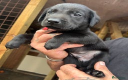 Labrador Retriever dogs for sale: Labrador puppies  - Image 9