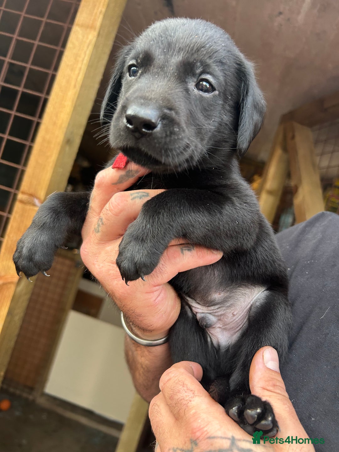 Labrador Retriever dogs for sale: Labrador puppies  - Image 9