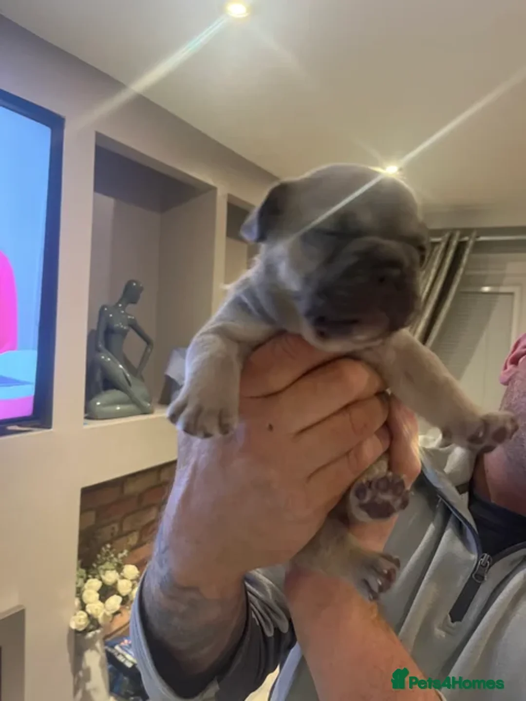 Mixed Breed dogs for sale: Beautiful freelance bulldogs  - Advert 22