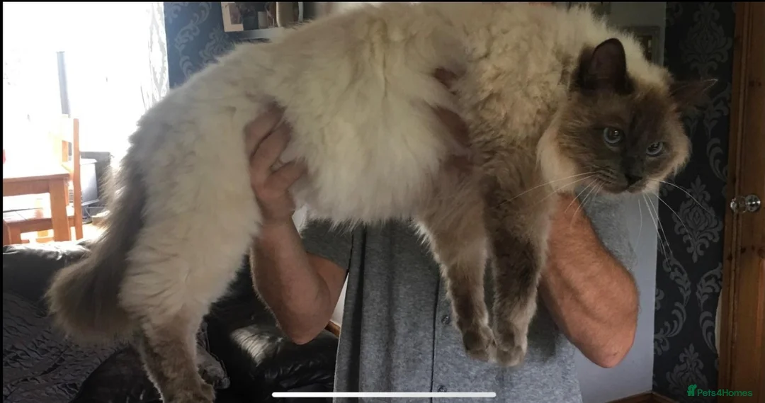 Ragdoll cats for stud: LARGE STUD (bluepoint) PROVEN in Brighouse - Advert 1