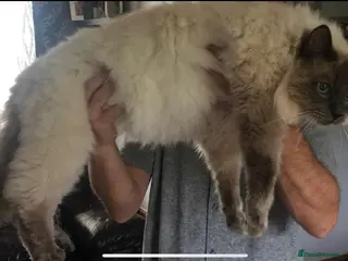 Ragdoll cats LARGE STUD (bluepoint) PROVEN in Brighouse - Advert 8