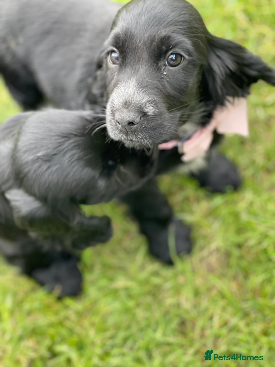 Cocker Spaniel dogs for sale: SHOW TYPE COCKER SPANEILS now ready for new home - Advert 2