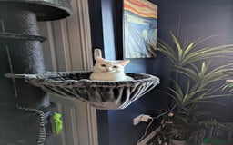 Domestic Shorthair cats for sale: Heartbreaking Rehome-18 month old Pure White Cat x - Image 18