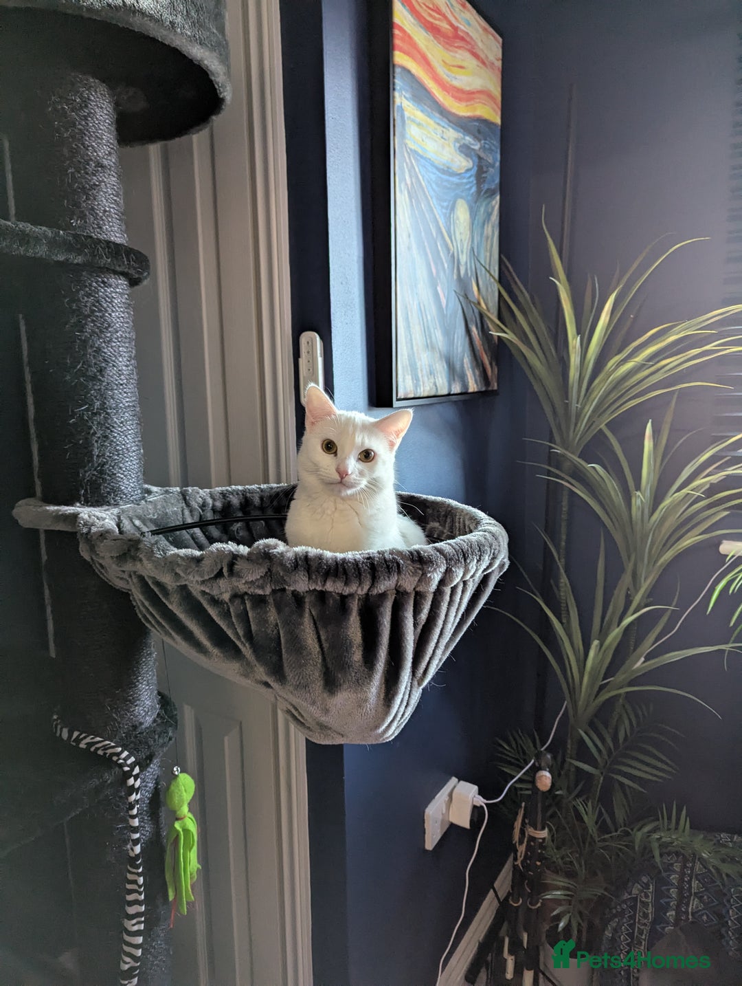 Domestic Shorthair cats for sale: Heartbreaking Rehome-18 month old Pure White Cat x - Image 18