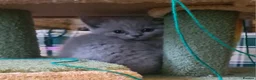 British Shorthair cats for sale: GORGEOUS LILAC BRITISH SHORTHAIR KITTENS - Advert 9