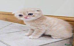 Scottish Fold cats for sale: Adorable Kittens Ready For New Home - Image 16