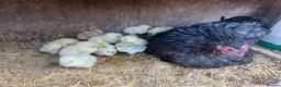 Chickens poultry for sale: Pekin mum and 15 chicks for sale  - Advert 3