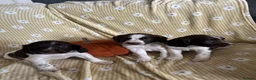 English Springer Spaniel dogs for sale: Springer spaniel pups  - Advert 13
