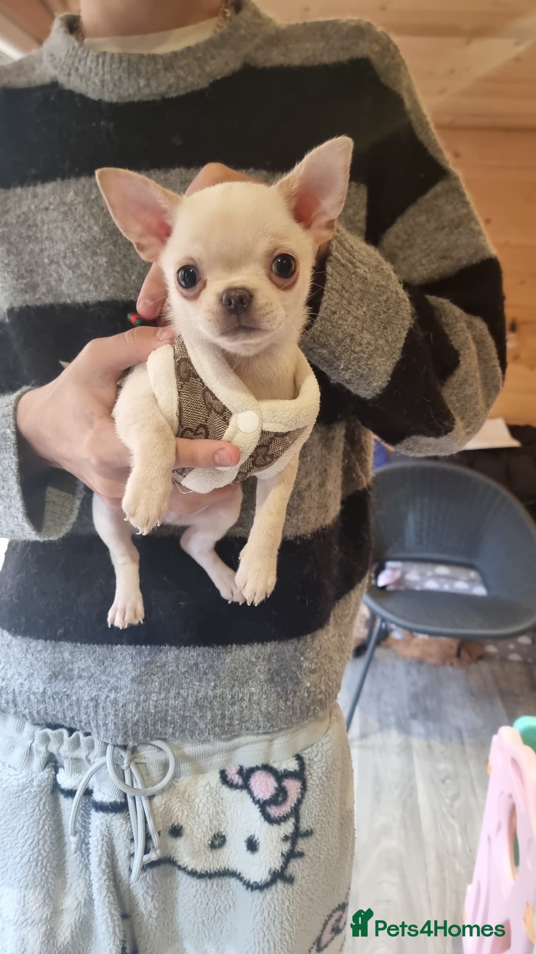 Chihuahua dogs for sale: Teeny Chihuahua Pup   - Advert 9