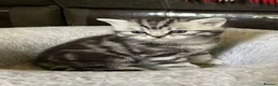 British Shorthair cats for sale: GCCF reg BSH BLACK SILVER TABBY KITTENS in Halifax - Advert 6
