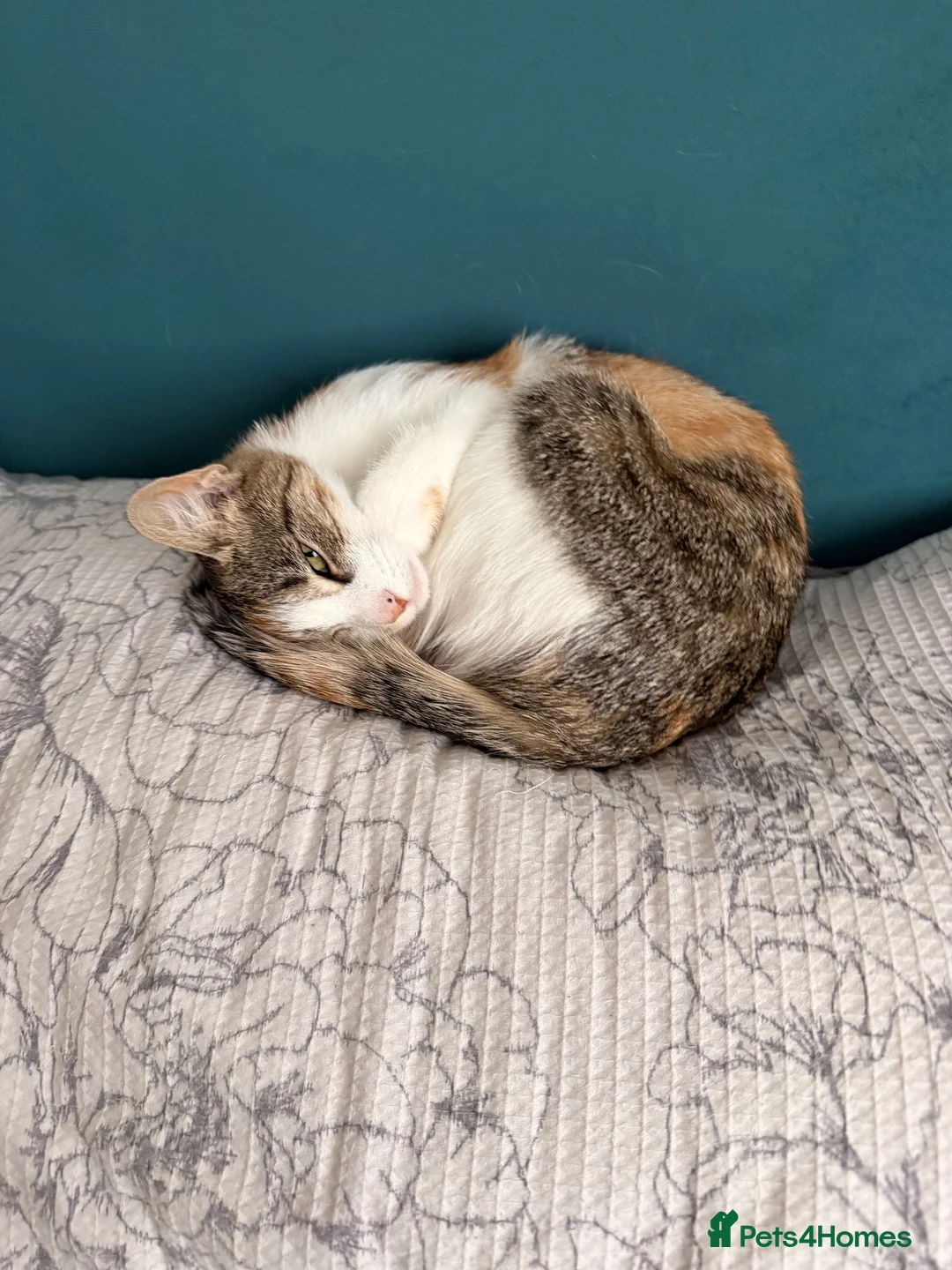 Mixed Breed cats for sale: Female cats from same litter. - Advert 10