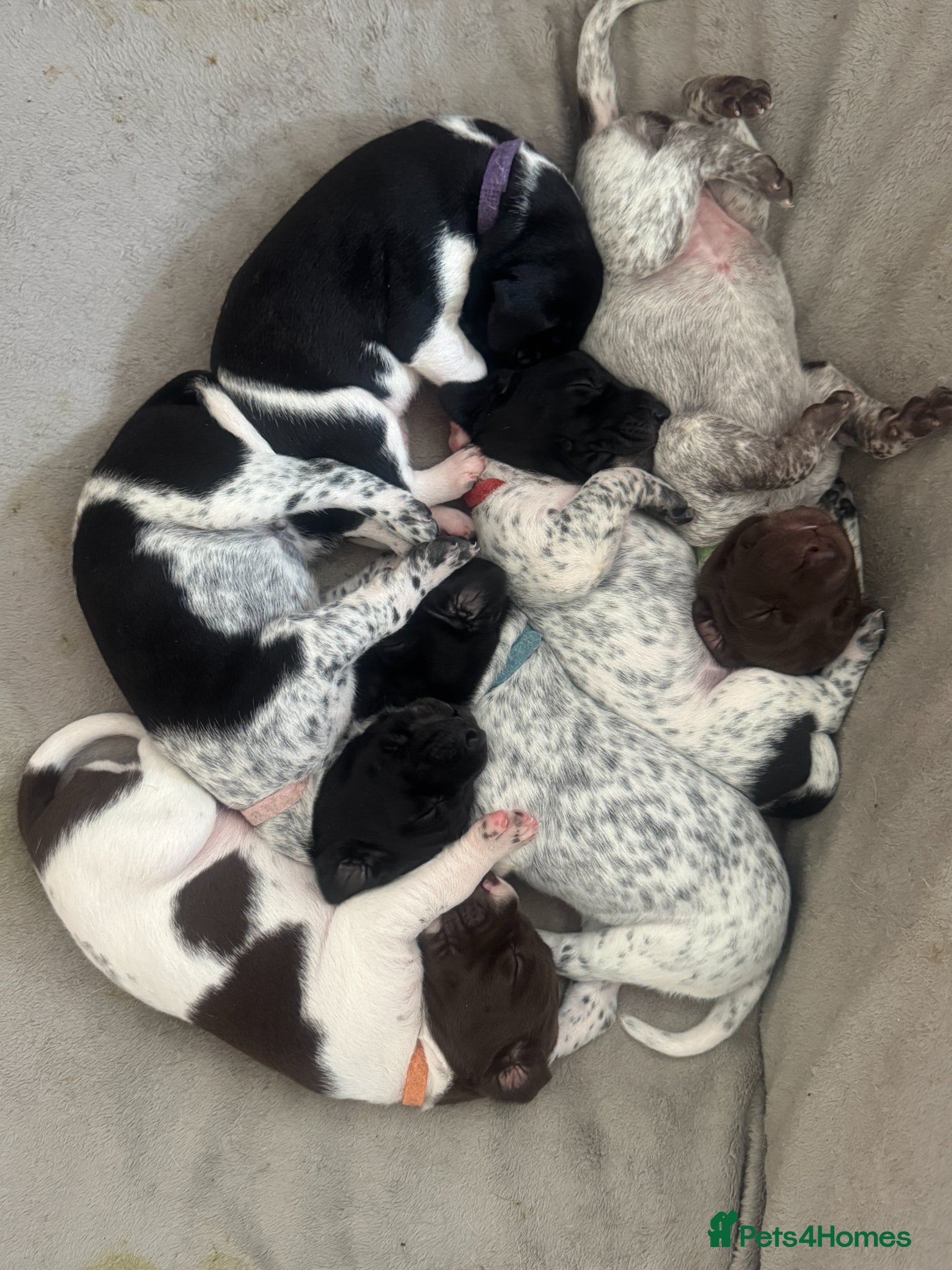 German Shorthaired Pointer dogs German Shorthaired Pointer Puppies KC Registered - Advert 1