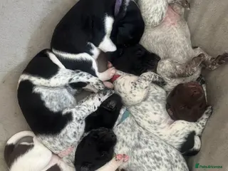 German Shorthaired Pointer dogs German Shorthaired Pointer Puppies KC Registered - Advert 1