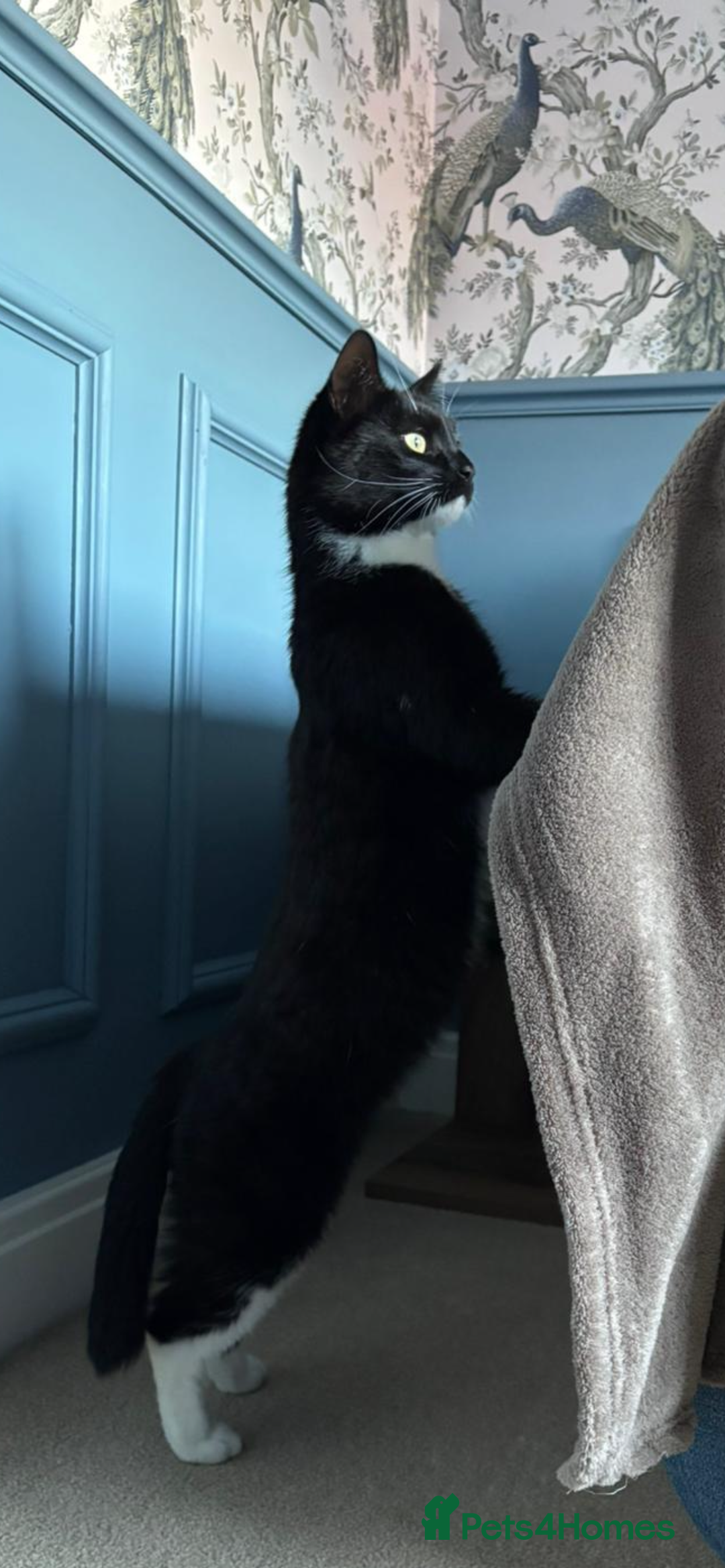 Domestic Shorthair cats for sale: Bella - Advert 2