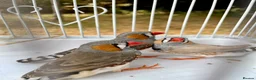 Finches birds for sale: Beautiful male zebra finch’s for sale  - Advert 5