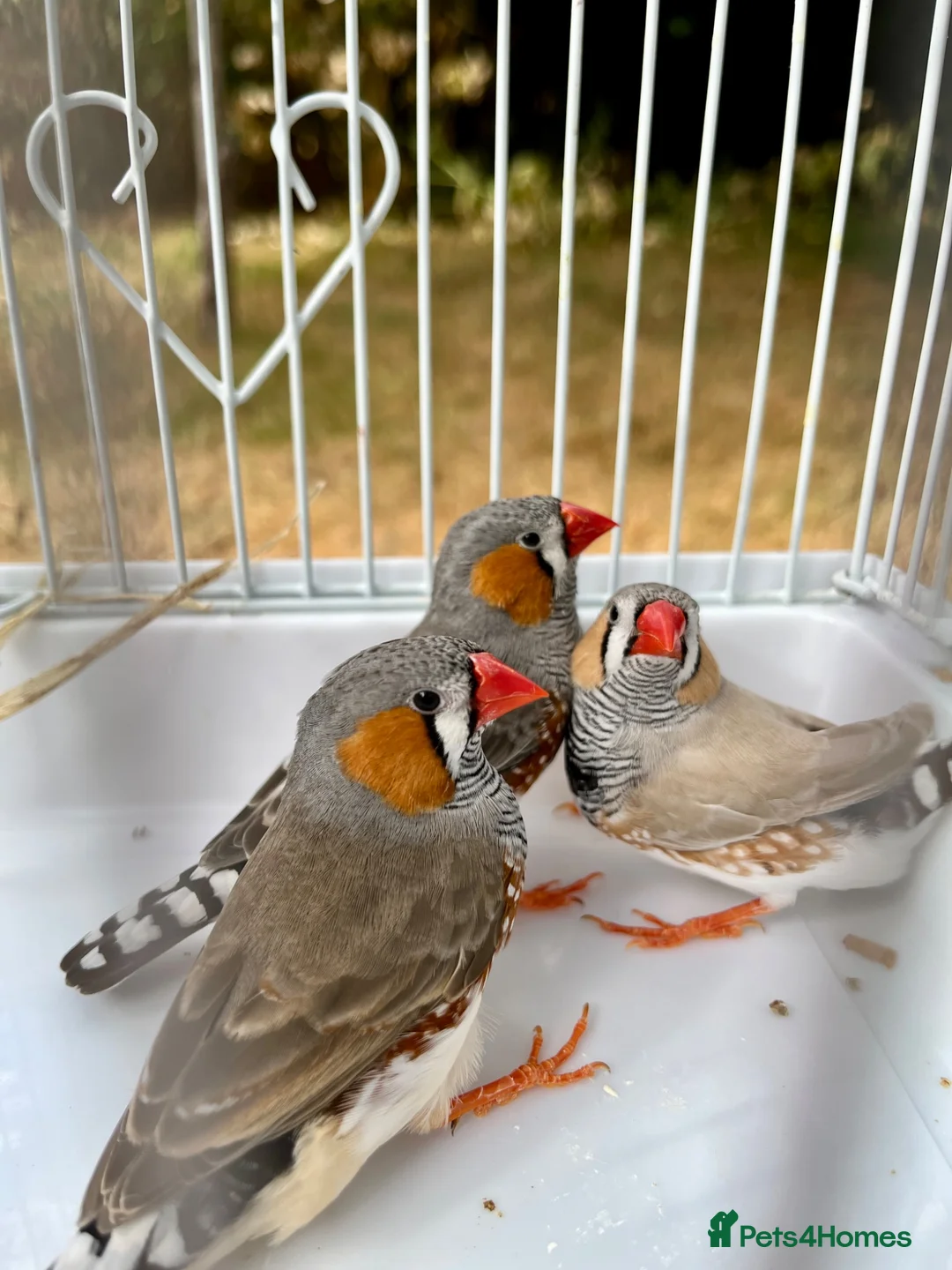 Finches birds for sale: Beautiful male zebra finch’s for sale  - Advert 5