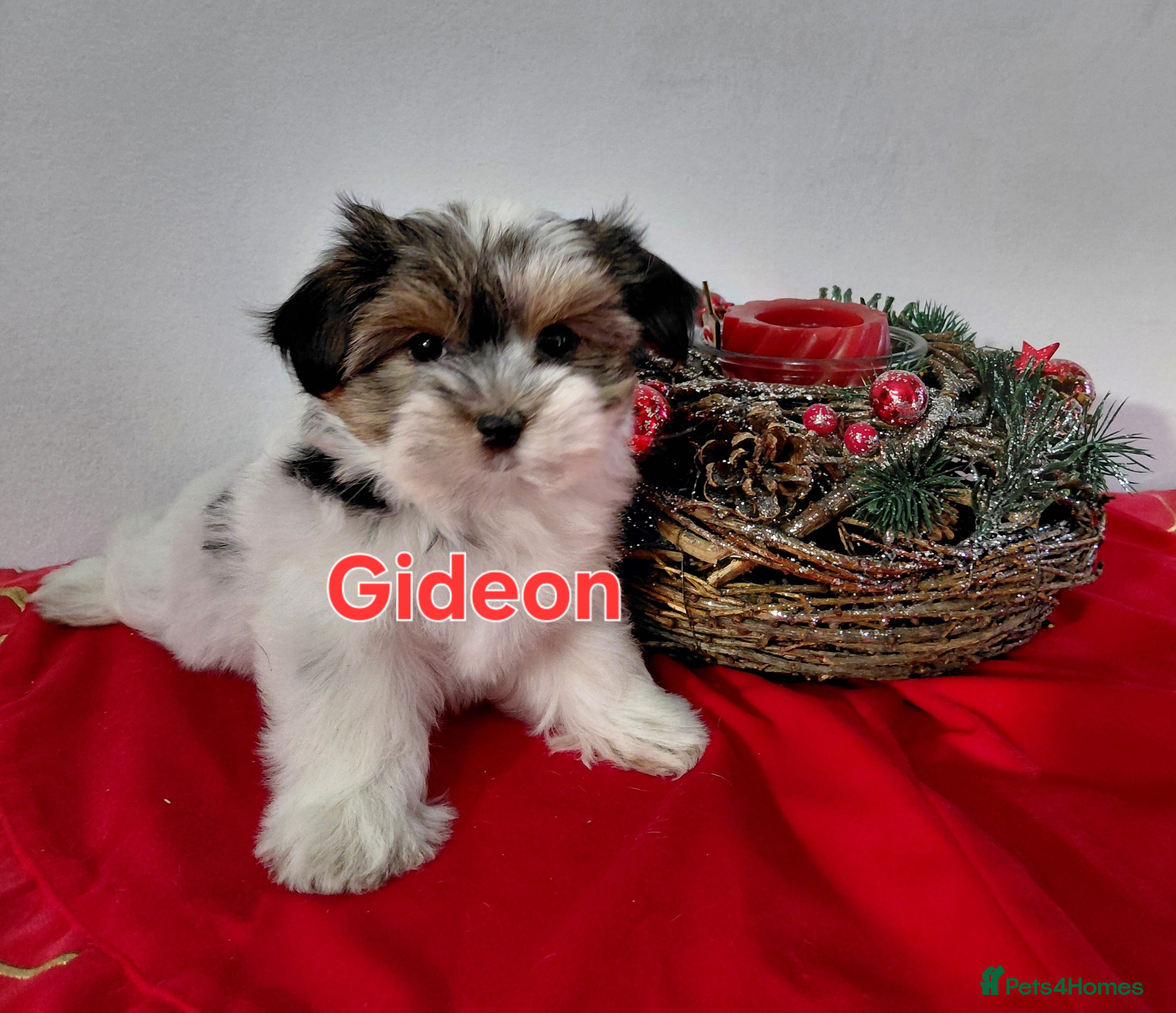 Biewer Terrier dogs Biewer Terrier puppies-White yorkie  - Advert 1