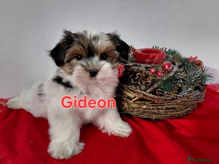 Biewer Terrier dogs Biewer Terrier puppies-White yorkie - Advert 6