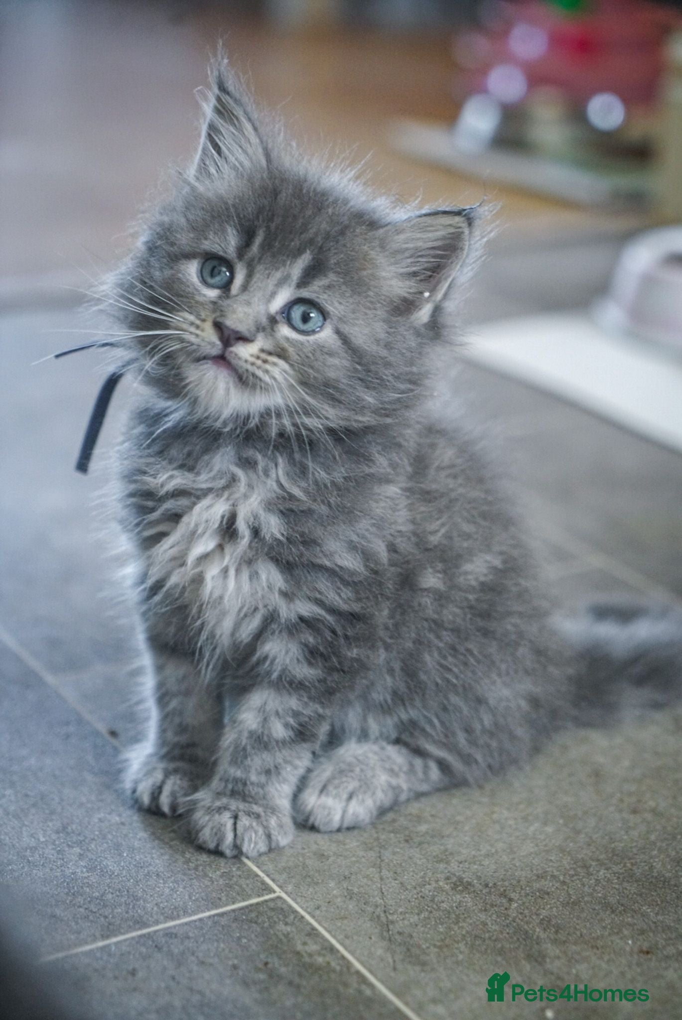 Maine Coon cats Chunky stunning Mainecoon kittens ready next week - Advert 9