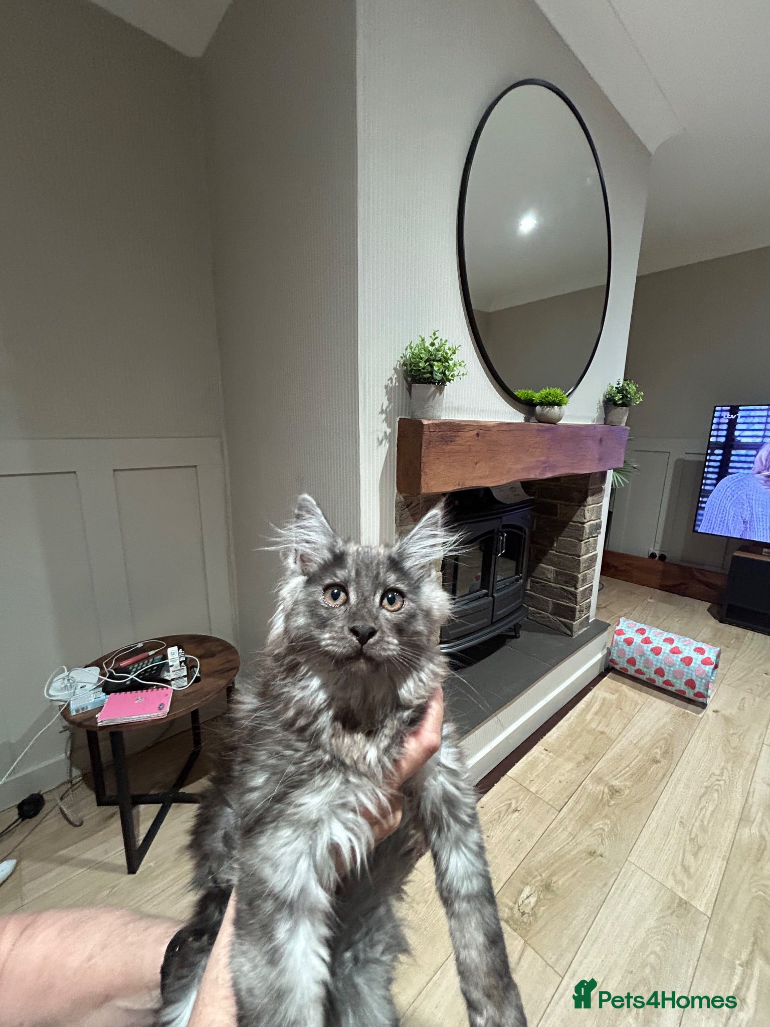 Maine Coon cats Mainecoon Kittens - Advert 2