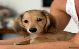Miniature Dachshund dogs for sale: Omshantipuppies Long Haired Daxie Pups - Image 1