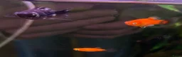 Other/Mixed Breed fish for sale: Tropical fish in need of rehoming  in Epsom - Advert 1