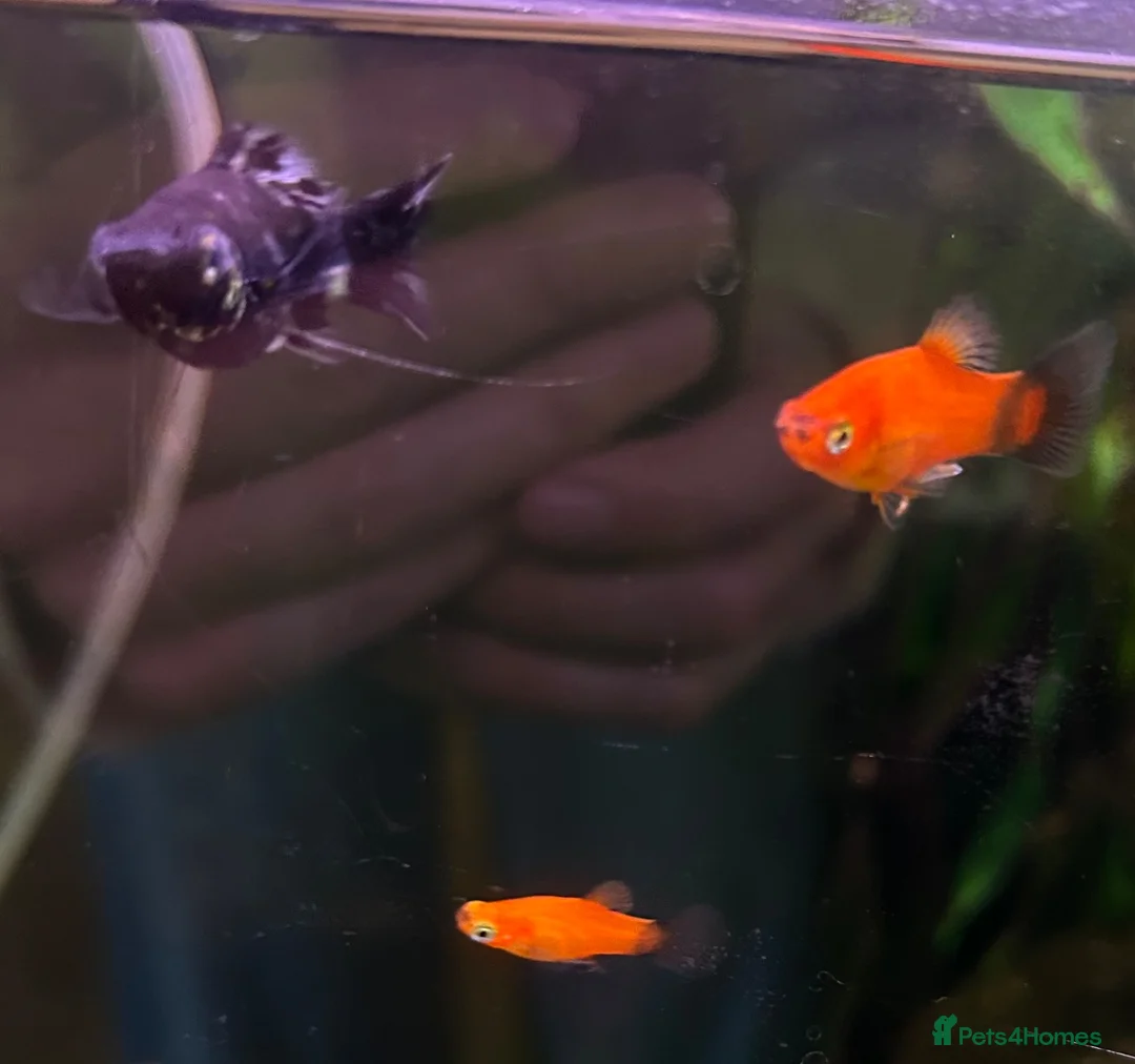 Other/Mixed Breed fish for sale: Tropical fish in need of rehoming  in Epsom - Advert 1
