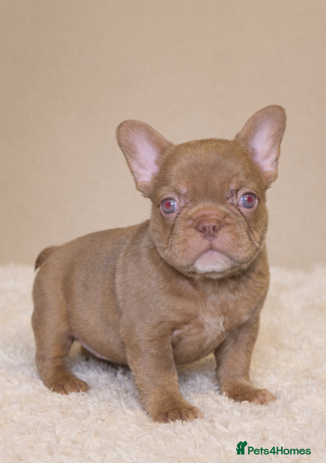 French Bulldog dogs for sale: Rojo french bulldog puppies - Advert 5
