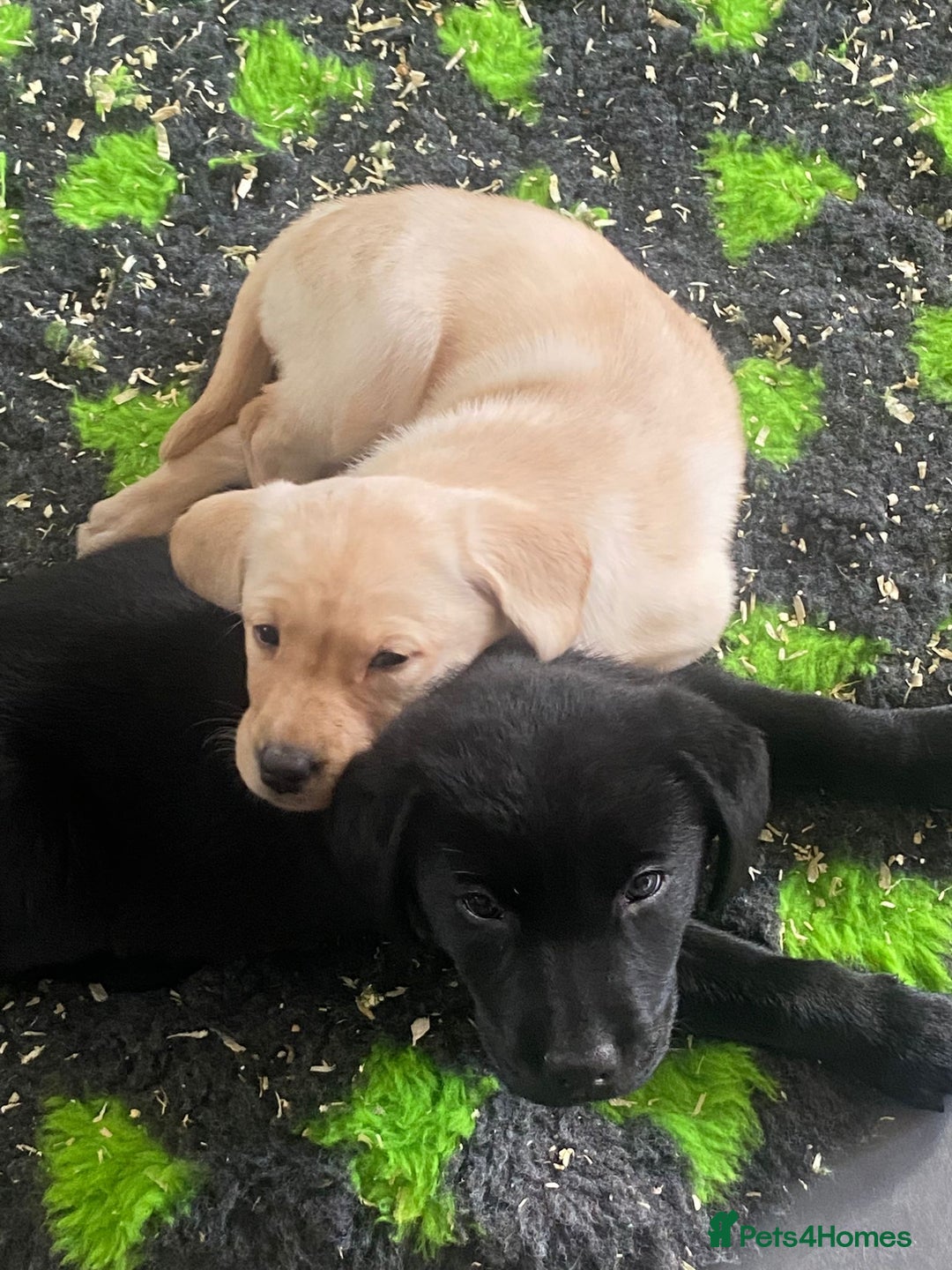 Labrador Retriever dogs for sale: Yellow and Labrador puppiea - Advert 14